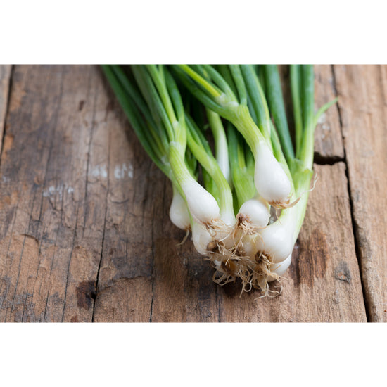 ONION; White Lisbon