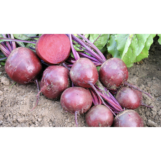 BEETROOT; Robuschka/Globe 2, graded monogerm