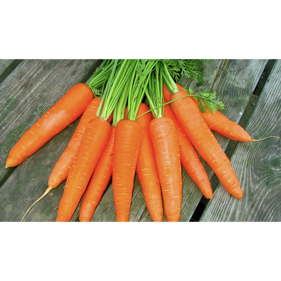 CARROT; Autumn King