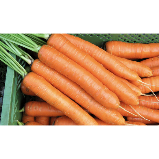 CARROT; Robila
