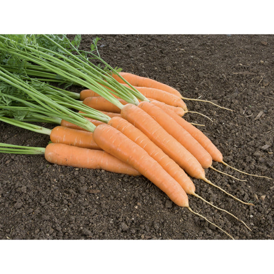 CARROT; Miranda