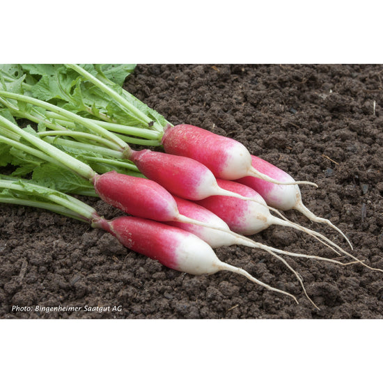 RADISH; French Breakfast 2