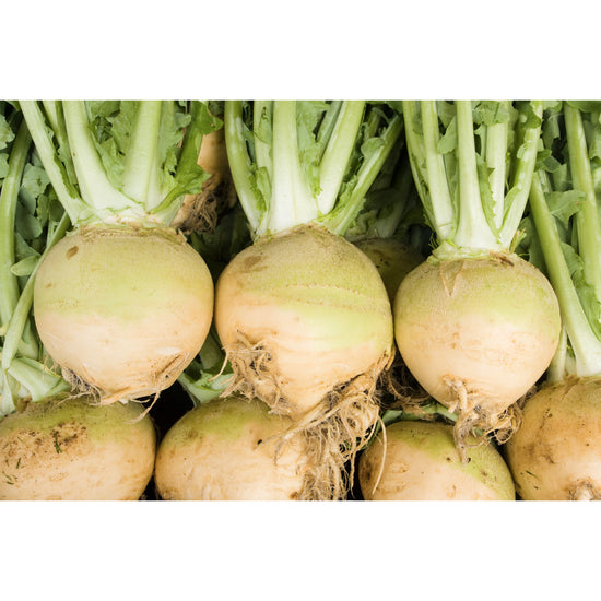 SWEDE; Willhelmsburger
