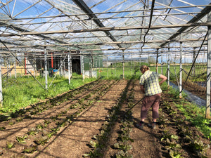 Work-based biodynamic training with the Seed Co-operative