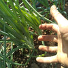 Head Seed Grower