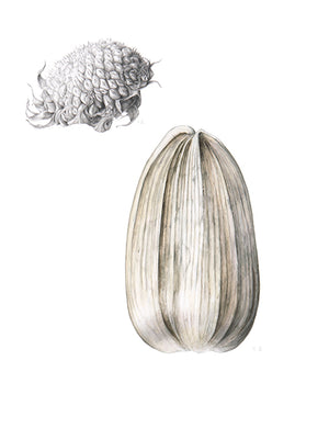 Seeds of hope prints