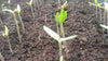 Growing tomatoes at Gosberton
