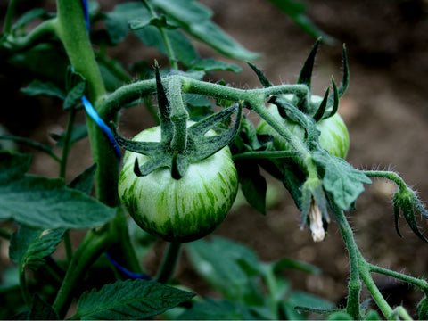 Tomato Plant Seed Co-Operative