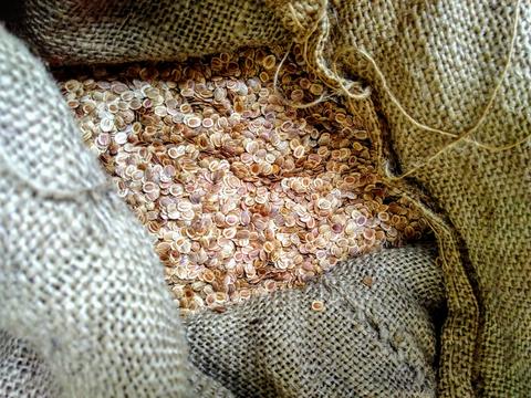 Parsnip Seeds Seed Co-Operative