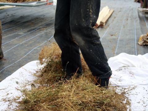 Volunteer with Organic Seed 