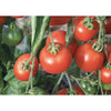 TOMATO; Stupice TOMATO; Stupice