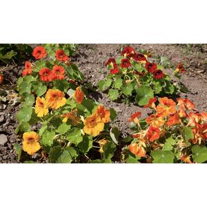 FLOWER; Tropaeolum majus