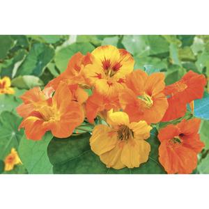 FLOWER; Tropaeolum majus; climbing