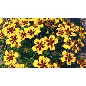 FLOWER; Tagetes patula nana