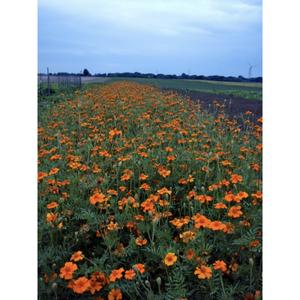 FLOWER; Tagetes erecta