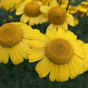 FLOWER; Anthemis tinctoria