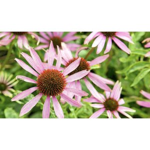 FLOWER; Echinacea purpurea
