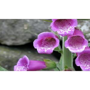 FLOWER; Digitalis purpurea