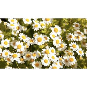 FLOWER; Tanacetum parthenium