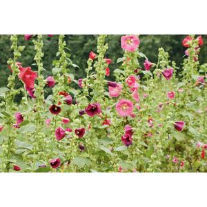 FLOWER; Alcea rosea