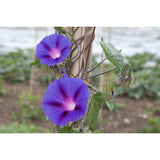 FLOWER; Ipomoea rubro-coerulea FLOWER; Ipomoea rubro-coerulea