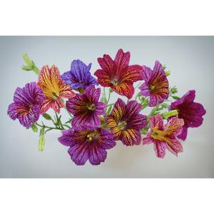 FLOWER; Salpiglossis sinuata
