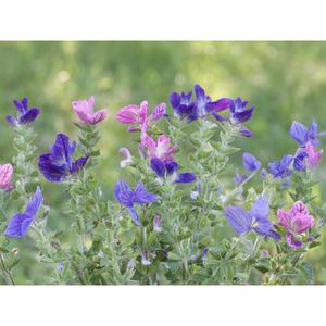 FLOWER; Salvia viridis