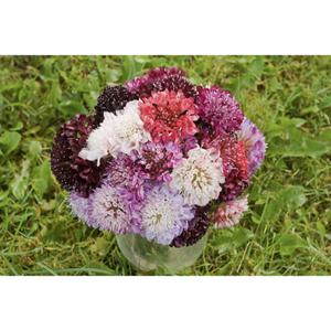 FLOWER; Scabiosa atropurpurea