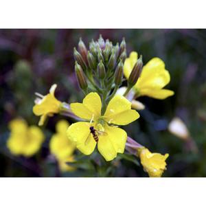 FLOWER; Oenothera biennis