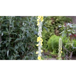 FLOWER; Verbascum densiflorum