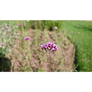 FLOWER; Verbena Bonariensis