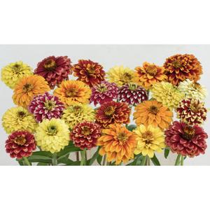 FLOWER; Zinnia angustifolia