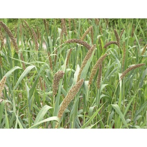 FLOWER; Setaria italica