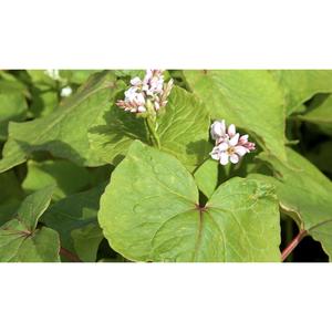 GREEN MANURE; Buckwheat