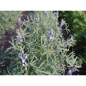 GREEN MANURE; Blue Lupin