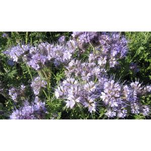 GREEN MANURE; Phacelia
