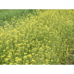 GREEN MANURE; Mustard, yellow
