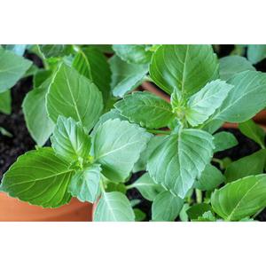 HERB; Basil, Holy