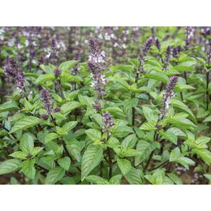 HERB; Basil, Cinnamon