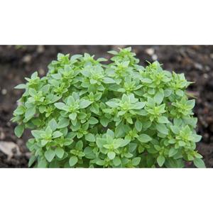 HERB; Basil, Small Bush