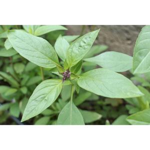HERB; Basil, Thai