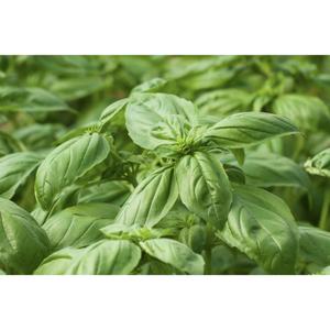 HERB; Basil, Large leaved