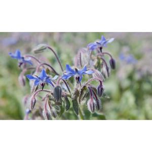 HERB; Borage