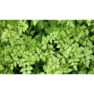 HERB; Chervil