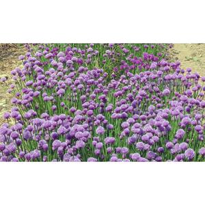 HERB; Chives
