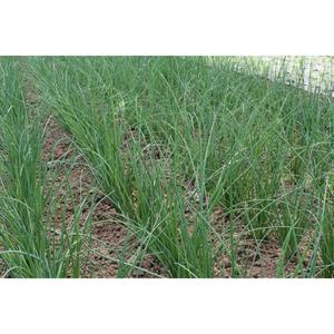 HERB; Chives, large leaves