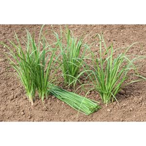 HERB; Garlic Chives