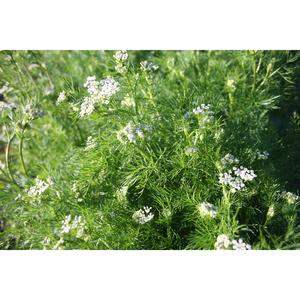 HERB; Caraway
