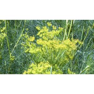 HERB; Dill