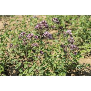HERB; Wild Marjoram